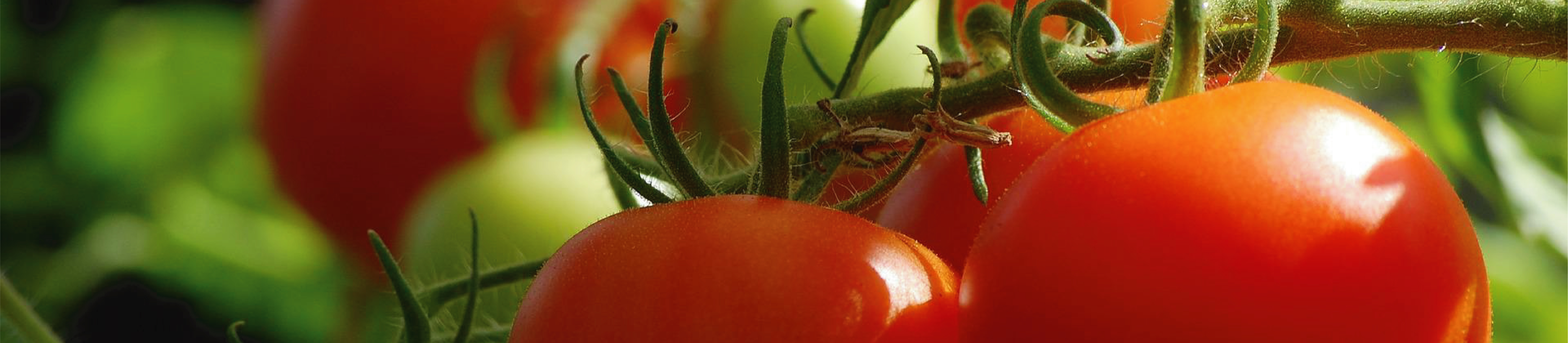 Agricultura 2